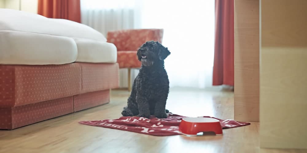 Pet-Friendly