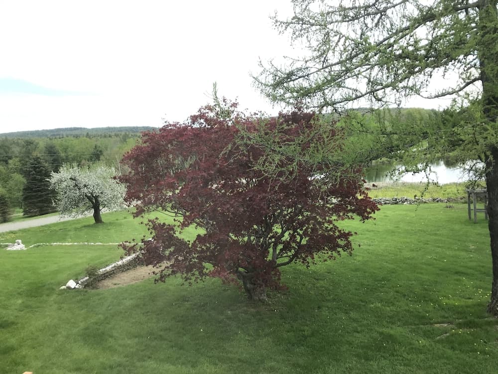 View from room