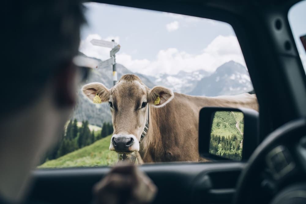 Mountain view