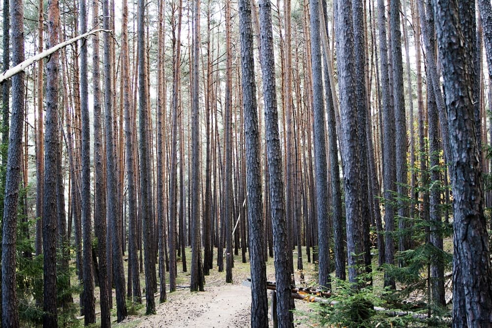 Hiking