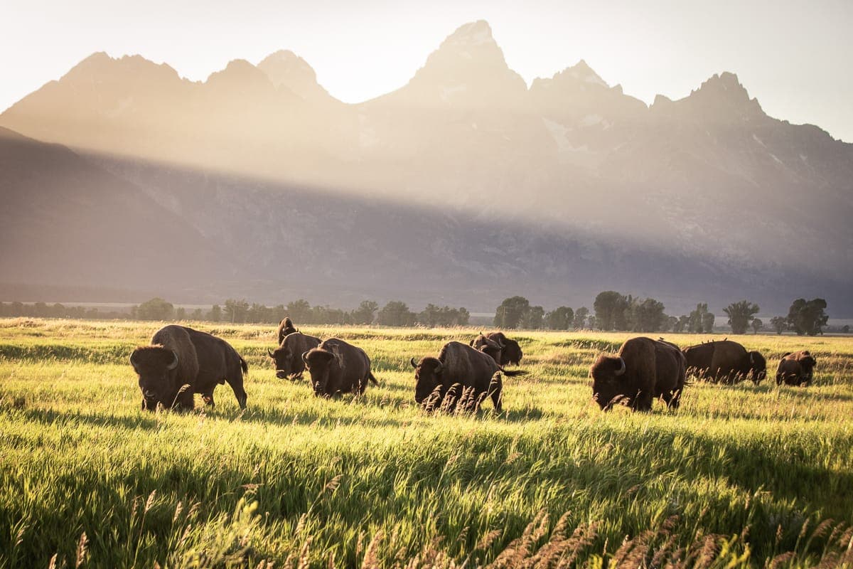 Wildlife Tours