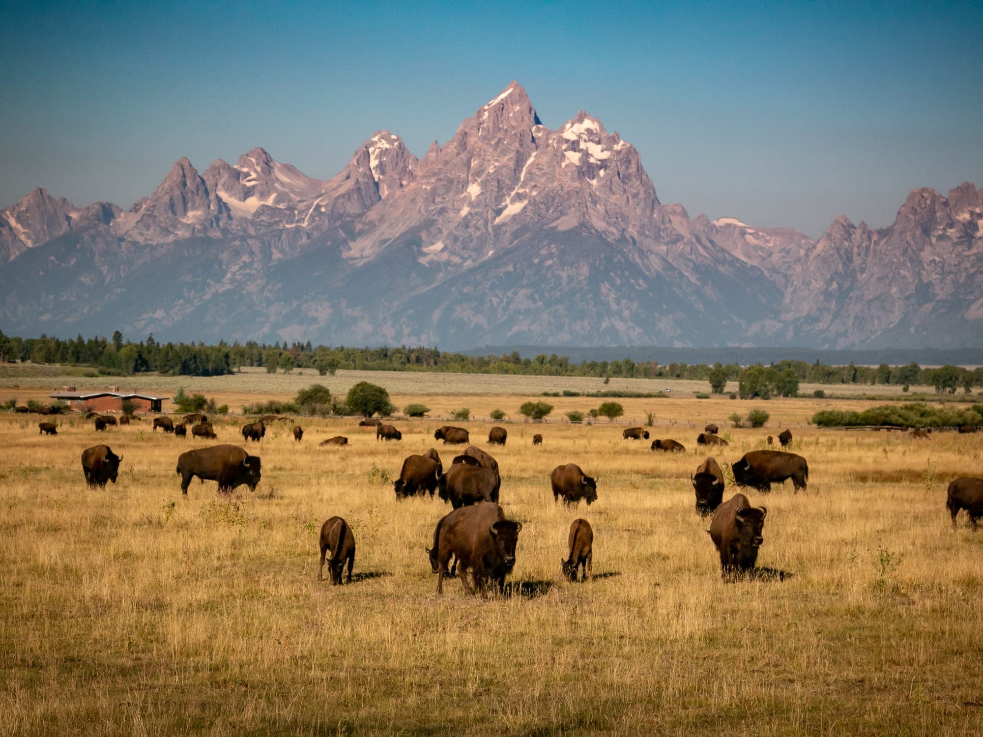 The Best Wildlife Viewing Spots Near Jackson Hole